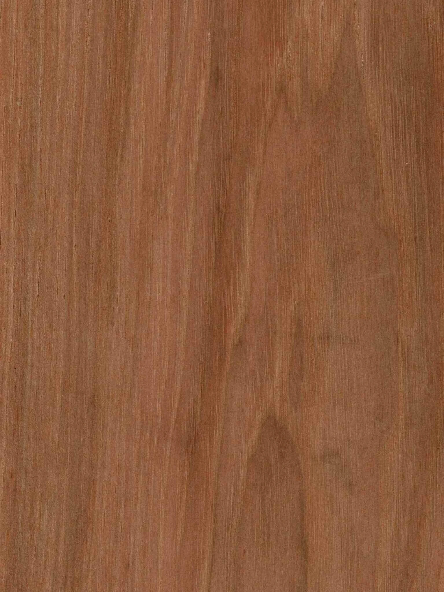 IEHF_Appalacian Hickory